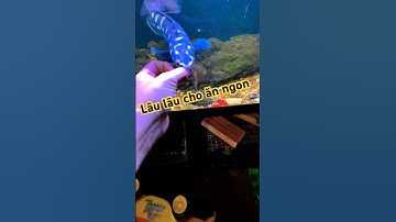 Lâu lâu đổi món cho thằng cục cưng Lóc Bông Thái #bumfish #caloccanh #channa #fish