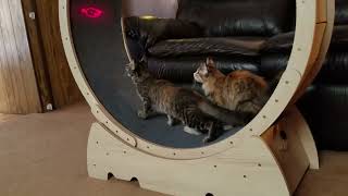 Kittens Chasing Laser Mouse in the Wheel