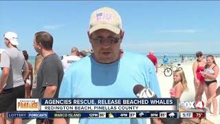 Crews rescue five whales stranded on Florida beach