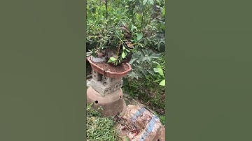 quất cảnh tết 2024