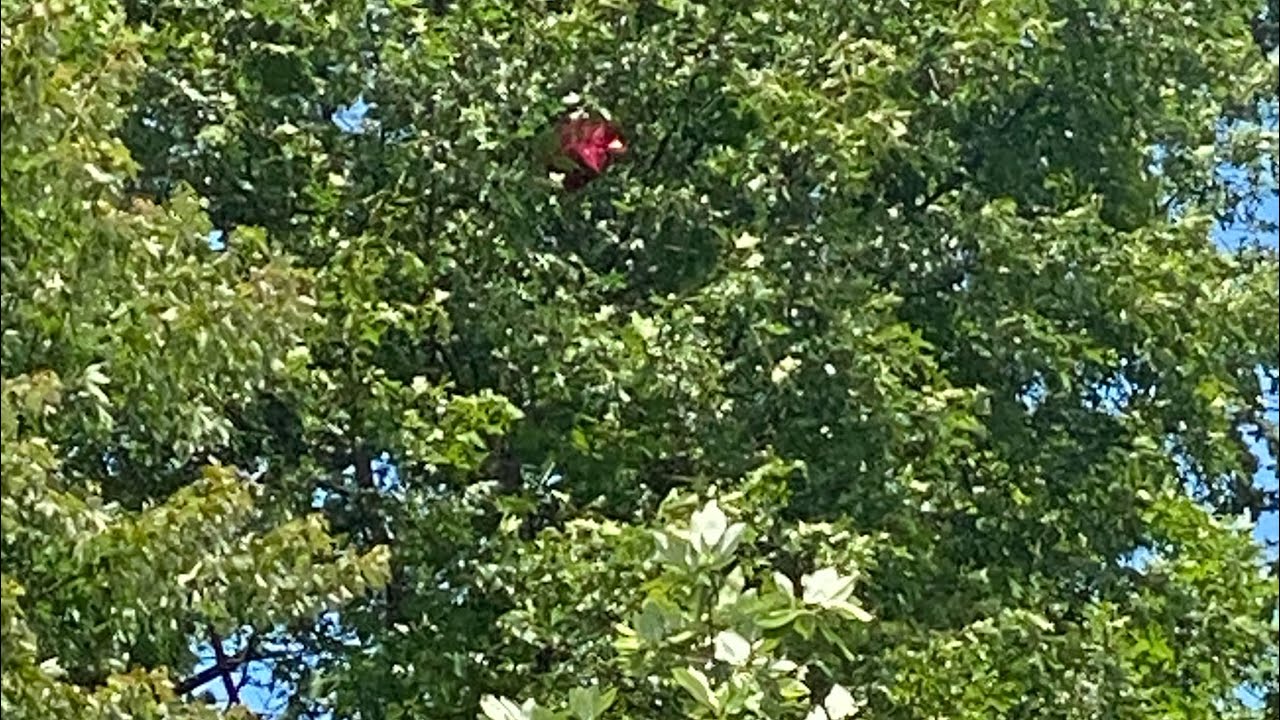 Helium Balloon Release Fail - Gets Caught In Trees - YouTube