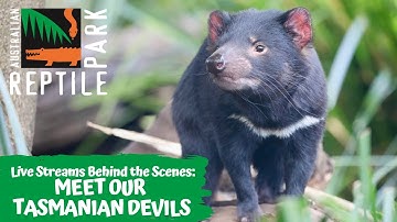 MEET OUR CHEEKY TASMANIAN DEVILS (LIVE FOOTAGE) | AUSTRALIAN REPTILE PARK