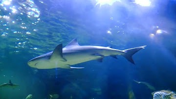 Baby Shark in real life | Kids Songs and Nursery Rhymes | Animal Songs