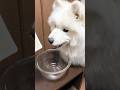 お肉に大興奮のサモエド犬が可愛すぎます#サモエド #サモエドスマイル #サモエド子犬 #電子レンジ #電子レンジレシピ #大型犬#犬