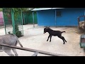 Играющий маленький ослик. Тайган. Крым. Playing donkey cub