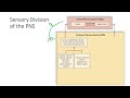 132 divisions of the nervous system