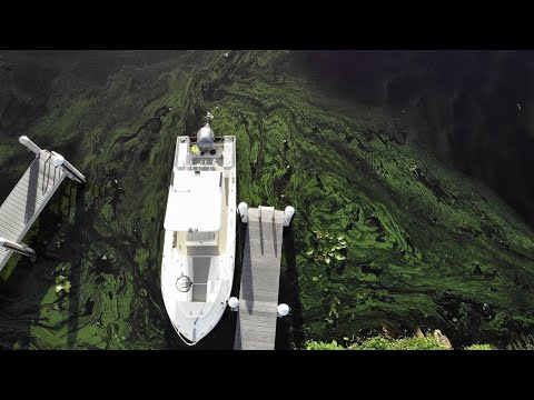 Scientists say algae