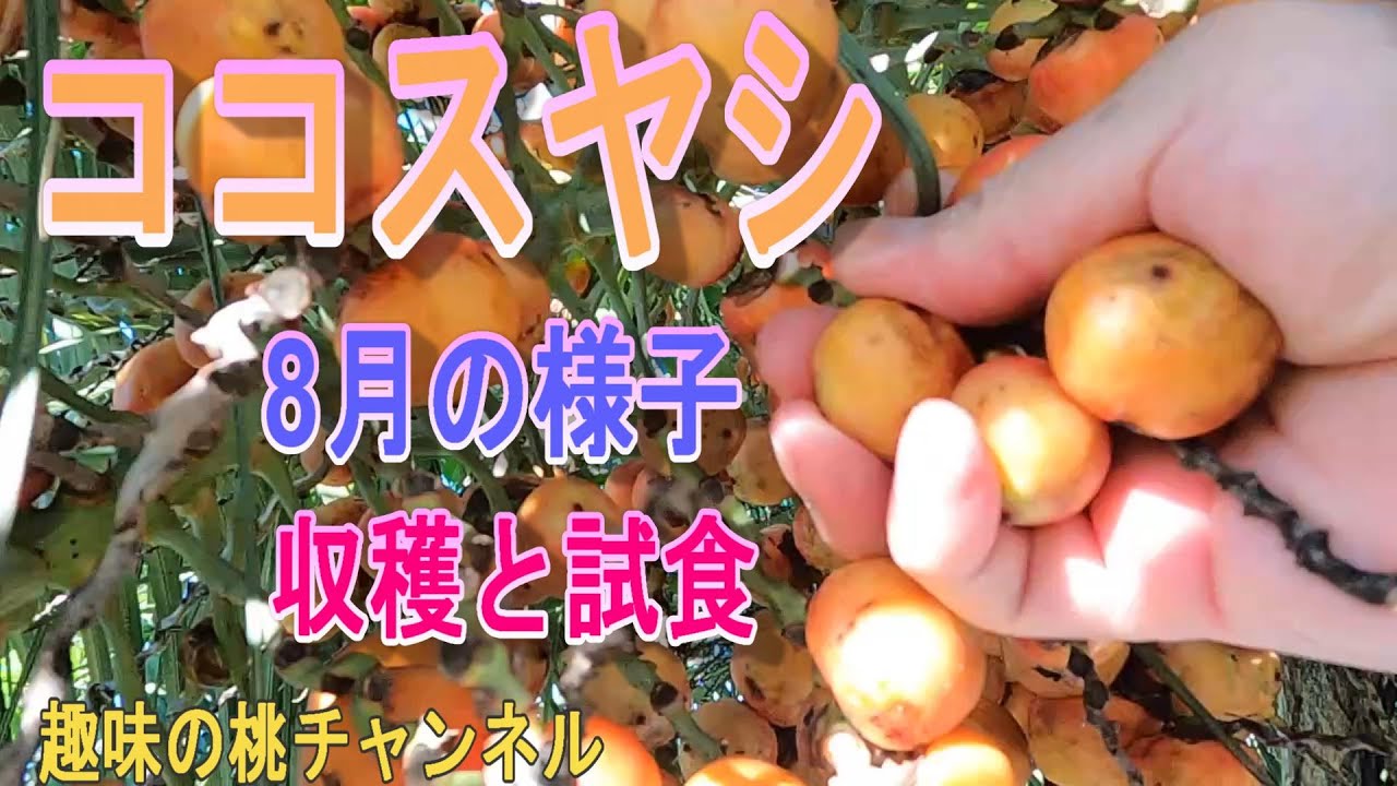 ココスヤシ】8月の様子 収穫と試食 24/9/5 - YouTube