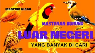 Mastrip Kicau - Masteran Burung Luar Negeri Yang Banyak Dicari...!!!