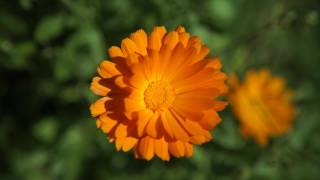 A Sea Of Den Calendulas