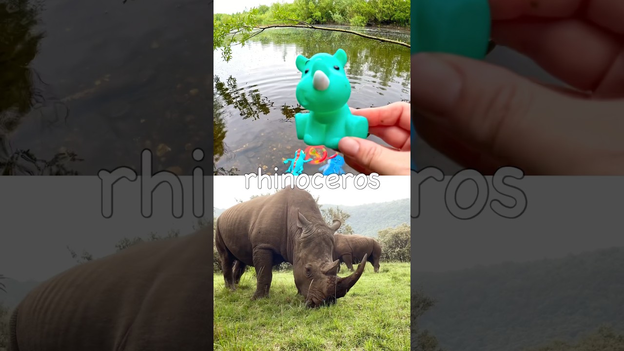 Learn Animal Names at the Pond for Kids: Rhino Sloth Hamster Panda African Buffalo