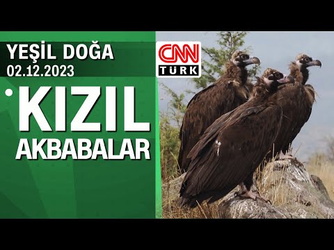 Tokalı Kanyonu'ndaki kızıl akbabaların hikayesi - Yeşil Doğa 02.12.2023 Cumartesi