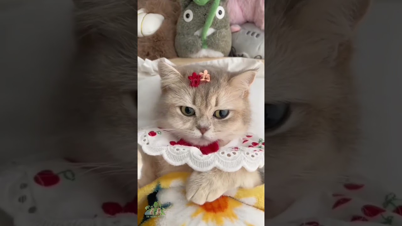 Animali divertenti, teneri, belli ed amorevoli. Natura e Fauna. S 