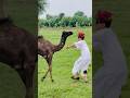 Cemal or Raju #song #rajasthani #jaisalmer #subscribe #viralshorts #india #youtube
