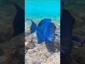 Я Бесил краснозубого спинорога,Oпасная рыба,Египет.#redsea #odonus #fish #snorkeling #egypt