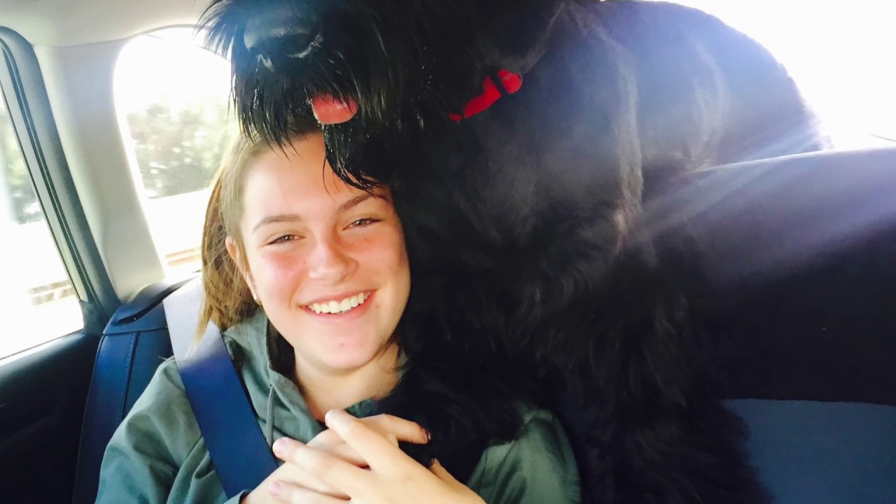 Senna the Giant Schnauzer