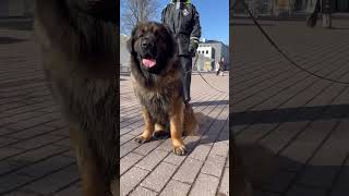 Leonberger❤ #dogshorts #dogvideo #dog #viral #reels #pets #doglover #yt #trending #dogs #ytshorts