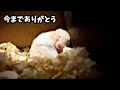 本当に最期まで頑張った。。ハムスターとのお別れ。。。おもしろ可愛い動物