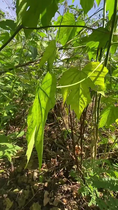 #nature#provincelife#bukidlife#trendingshorts#shortvideo#shortsviral