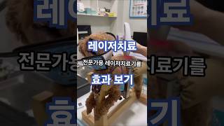 허리디스크 강아지 .... 걸음걸이 변화~~   #강아지치료 #동물치료 #재활치료