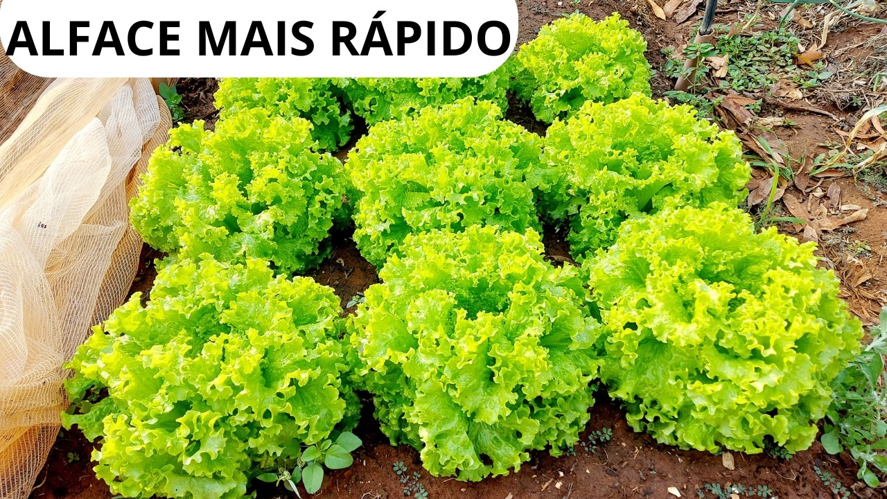 Produza ALFACE o ANO INTEIRO: segredos para colher SEM PARAR 🌱🥬