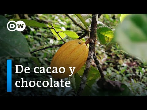 De cacao y chocolate: reviviendo una tradición en Panamá