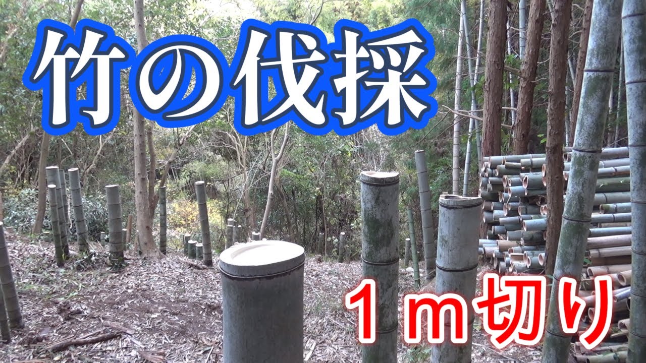 【山開拓】竹の伐採