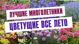 ПОСАДИТЕ ЭТИ МНОГОЛЕТНИКИ И ВСЕ ЛЕТО БУДЕТЕ ЛЮБОВАТЬСЯ ЦВЕТЕНИЕМ | Неприхотливые многолетники в саду