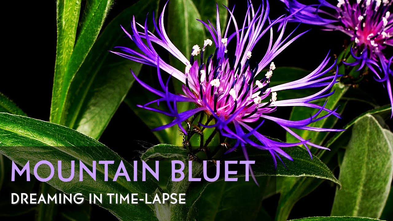 Mountain Bluet Blooming - Daily Time-lapse Clip
