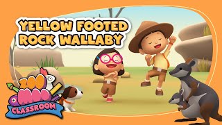 Yellow Footed Rock Wallaby | Leo The Wildlife Ranger S1 | @ZooMoo