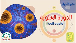 الدورة الخلوية - Cell cycle- علوم بالعربية