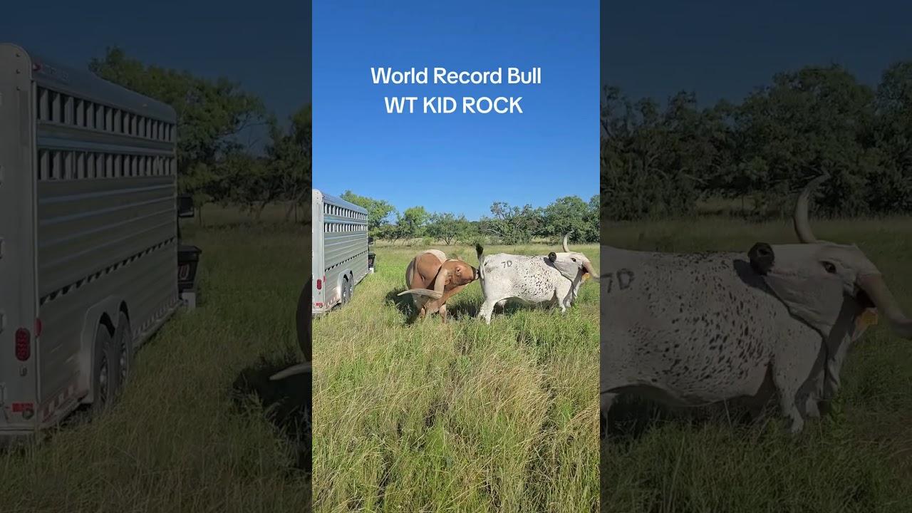 World's longest Horned Texas Longhorn Bull 