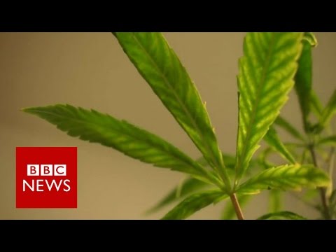 Can cannabis oil treat a minute one from epilepsy? BBC News thumbnail
