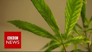 Can cannabis oil treat a child from epilepsy? BBC News