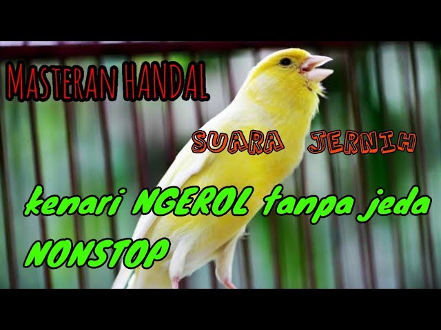 SUARA KENARI GACOR DURASI PANJANG TANPA PUTUS COCOK BUAT MASTERAN / KENARI MANDEK class=