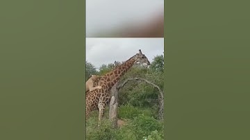 if a giraffe can carry a lion then..