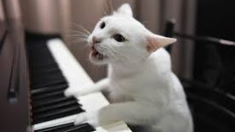 Funny animals - Funniest cats and dogs in the world  #23 -  Chó Mèo hài hước phần 23