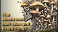 The Fascinating World of Mushrooms: A Fungal Odyssey ile ilgili video