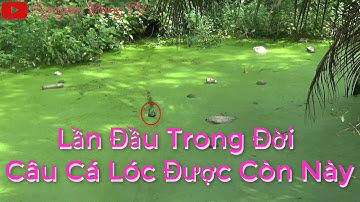 Câu Cá Lóc Ngoài Tràm Chim #7 || Hầm Bèo Kéo Phải Con Cá 2kg2 #nguyentrongtv