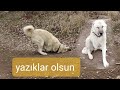 KANDIRILDIK ~PROTEZ TAKMADILAR BİZİ OYALADILAR~AYAĞI KOPAN KANGAL ÇAPO