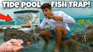 Tide Pool FISH TRAP Catches EXOTIC CREATURES For My AQUARIUM!!
