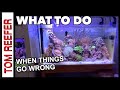 Reef tank  what to do when things go wrong  a few take aways calcium alkalinity nitrate ph