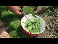 How to Cook and Eat Stinging Nettles