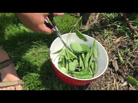 How to Cook and Eat Stinging Nettles
