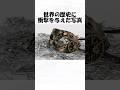 世界の歴史に衝撃を与えた写真32#トリビア #雑学 #1分雑学 #日常 #歴史