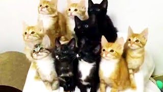 なになに？どこ見てるの？きょろきょろキャッツ／キリン「午後の癒しの動物園」動画7