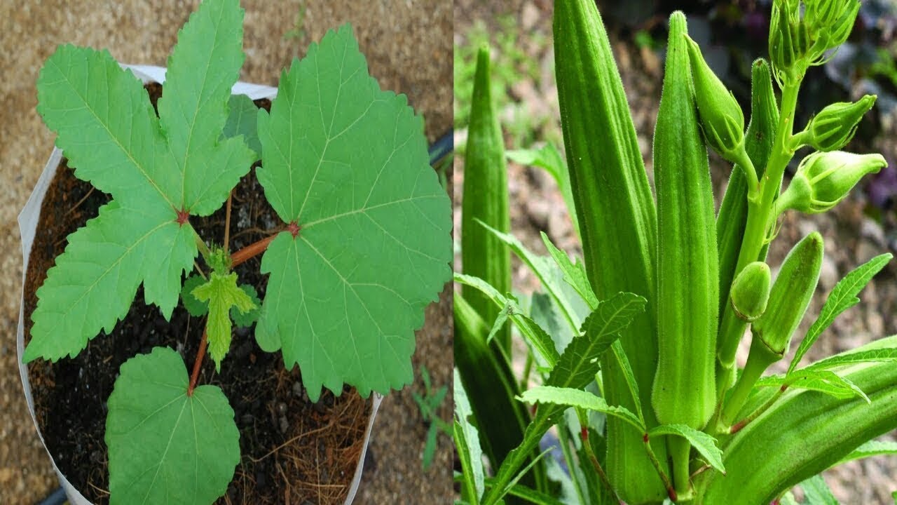 Life of Okra / Bhindi Plant | Seed to Harvest #gardenscience009 #plants