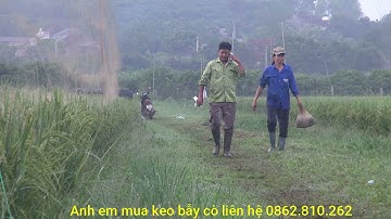 Bẫy hàng nghìn con cò di cư? Bẫy cò di cư bằng keo