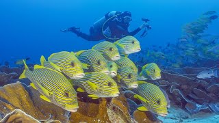 Wonderful Diving in Raja Ampat | Pef and WestMansuar | Raja4Divers Resort | Indonesia 2023 | 4K