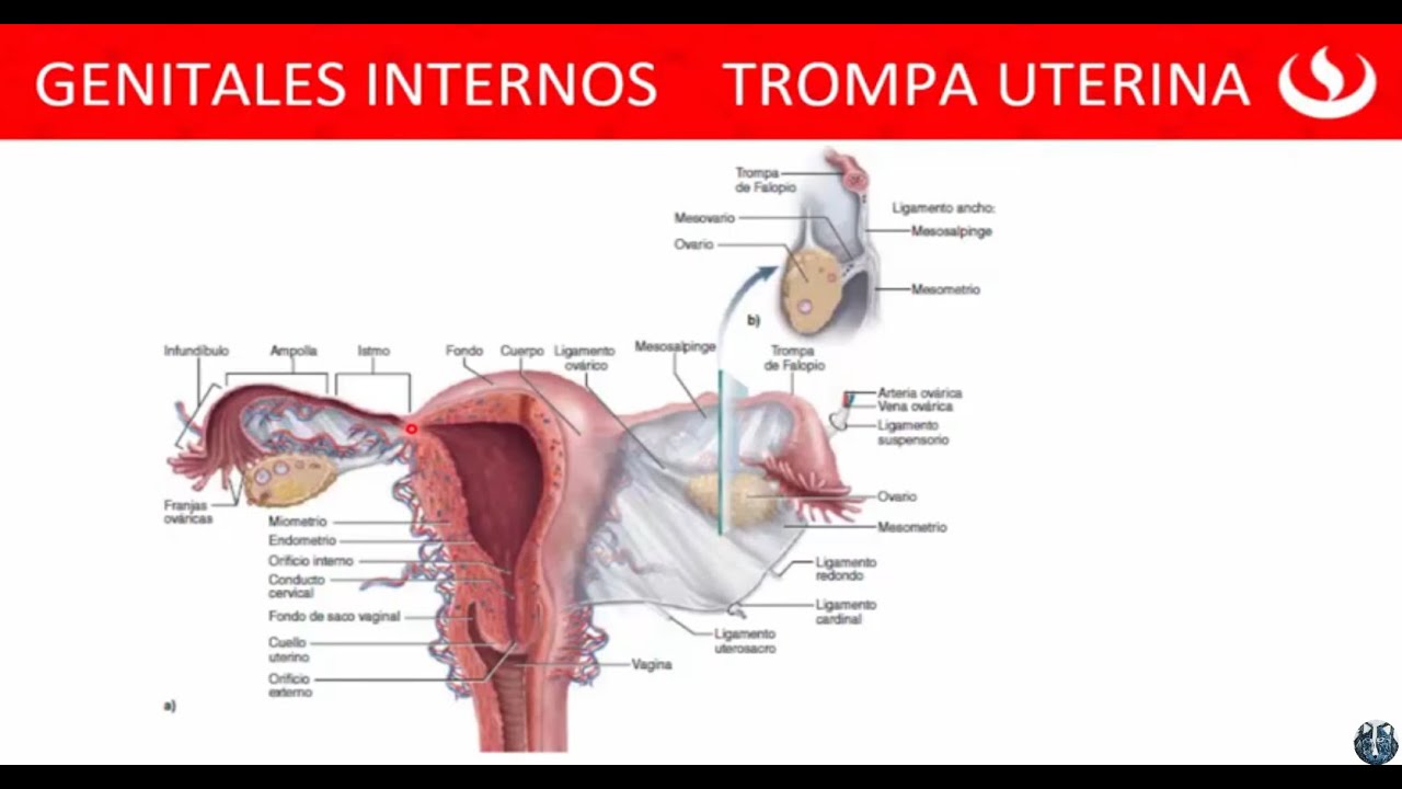 La trompa Uterina Funciones Vista corte Transversal – G… — Transcript